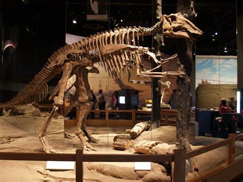 Tracking fossils from dig to museum case 